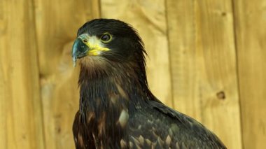 Deniz kartal (Haliaeetus albicilla portresi)