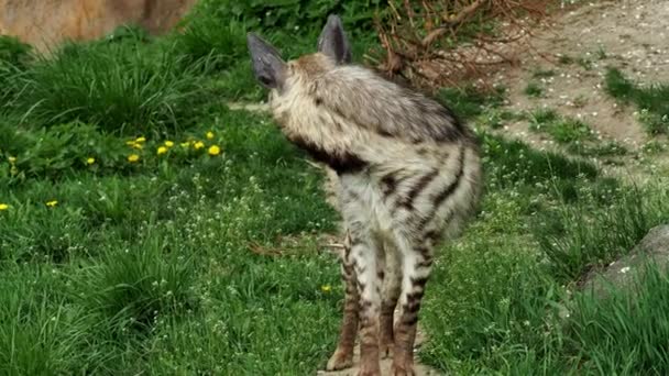 Striped Hyena Hyaena Hyaena Sultana — Stock Video