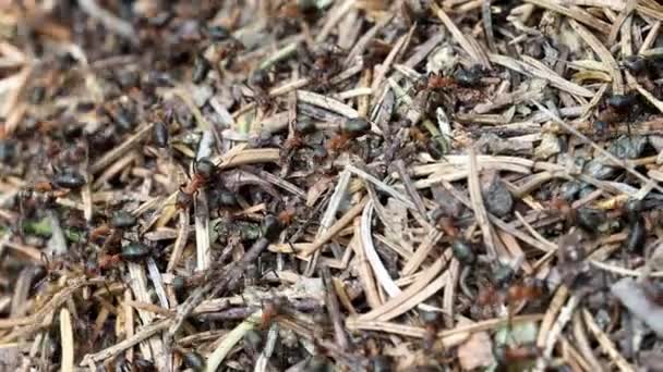 개미집에서 일하는 개미들 — 비디오