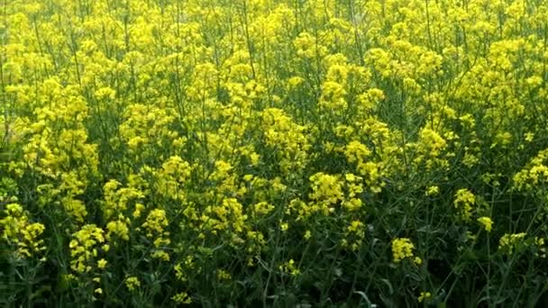 Πεδίο Ελαιοκράμβης Brassica Napus Εγκαταστάσεων Για Φυτικό Έλαιο Πράσινη Ενέργεια — Αρχείο Βίντεο