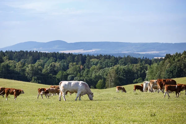 Kudde Koeien Kalveren Grazen Een Groene Weide — Stockfoto