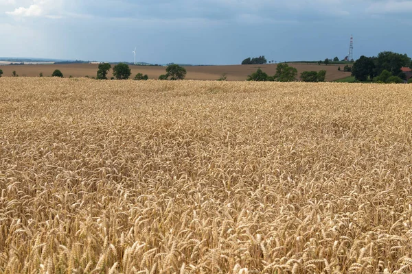 Espigas Doradas Trigo Campo —  Fotos de Stock