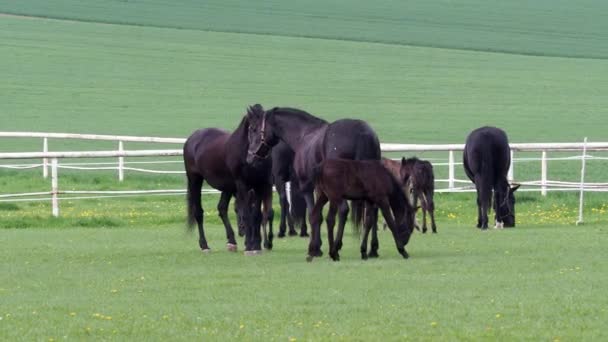 Caballo Kladrubio Negro Yegua Con Potro — Vídeo de stock