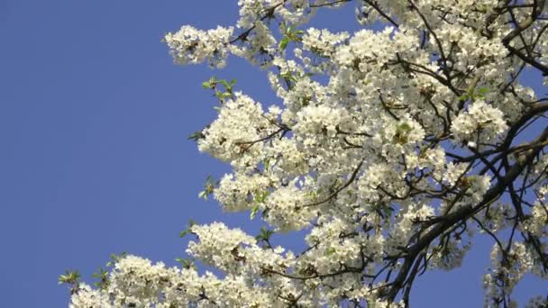 Άνθη Κερασιάς Άνοιξη Και Μπλε Ουρανός — Αρχείο Βίντεο