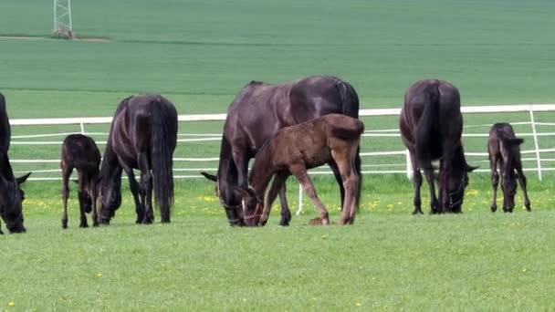 Cavallo Nero Kladrubiano Cavalla Con Puledro — Video Stock