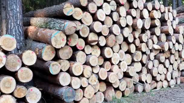 Stapel Hout Een Uitzicht Van Reusachtige Stapels Van Stammen — Stockvideo