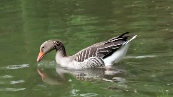 鸭子在水中 大雁大雁 Greylag 鹅漂浮在水面上 鸟在水里 — 图库视频影像