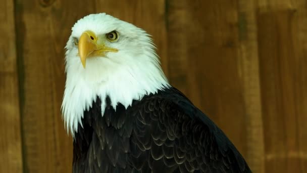 Retrato Águila Calva Haliaeetus Leucocephalus Mirando Distancia — Vídeos de Stock