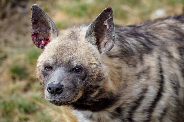Een Gewonde Hyena Gestreepte Hyena Hyaena Hyaena Sultana — Stockfoto