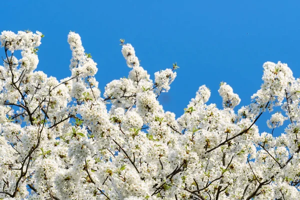 Frühlingsblüte Kirschbaum Blumen Und Blauer Himmel — Stockfoto