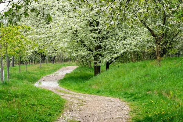 Park Trail Blooming Cherry Trees Spring Park Flowering Trees Green — Stock Photo, Image