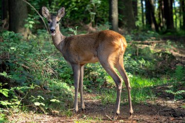Ormanda Roe geyiği, Capreolus Capreolus. Vahşi geyik doğada.