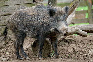 Büyük yaban domuzu (Sus scrofa)