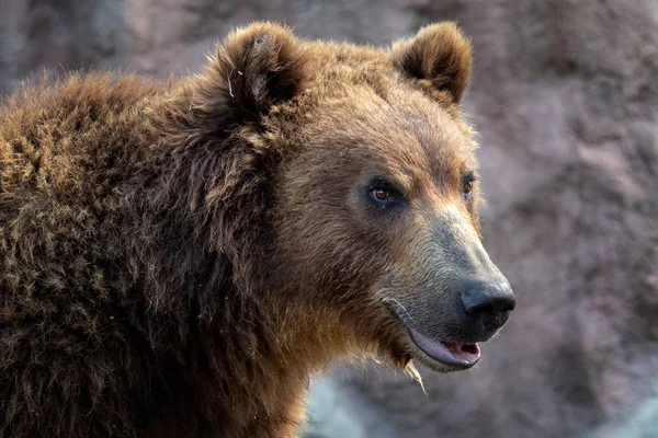 Retrato Urso Pardo Ursus Arctos Beringianus Urso Castanho Kamchatka — Fotografia de Stock