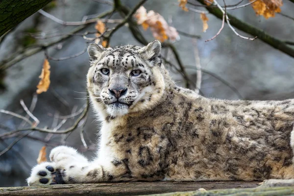 Leopardo Las Nieves Irbis Panthera Uncia — Foto de Stock