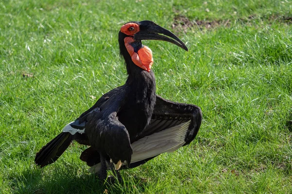 Hornbill 라틴어 Bucorvus Leadbeateri — 스톡 사진