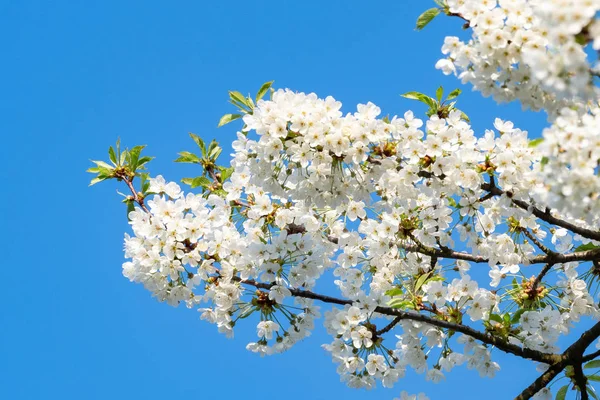 Flores Cerezo Flor Primavera Cielo Azul —  Fotos de Stock