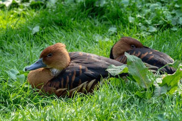 緑の芝生に座っている男性鴨 — ストック写真
