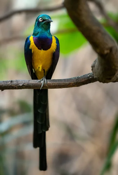 Starling Dal Petto Oro Cosmopsarus Regius Starling Lucido Seduto Sul — Foto Stock