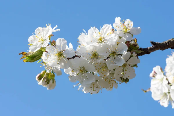 Flores Cerezo Flor Primavera Cielo Azul —  Fotos de Stock