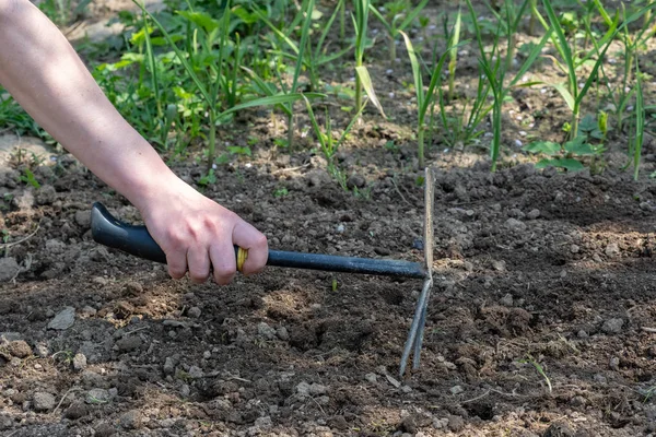 Mão Trabalha Solo Com Ferramenta Garfo Pequeno Ferramenta Trabalho Jardinagem — Fotografia de Stock