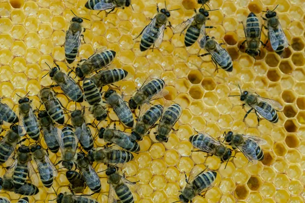 Honeycomb Penuh Lebah Konsep Peternakan Lebah Lebah Sarang Madu — Stok Foto