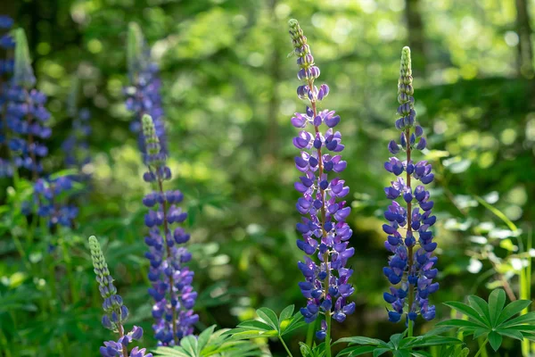 Lupines 在草地开花 — 图库照片