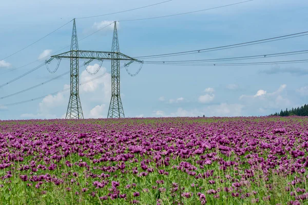 Purple Poppy Blossoms Field Papaver Somniferum High Voltage Poles — Stock Photo, Image