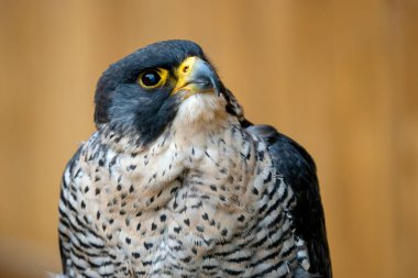 Peregrine falcon (Falco peregrinus) bir yırtıcı kuş portre.