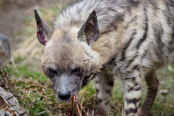 Hiena Rayada Hyaena Hyaena Sultana — Foto de Stock