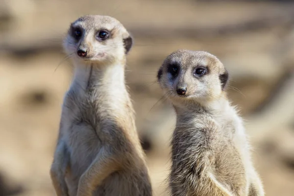 Suricata Står Vakt Nyfiken Meerkat Suricata Suricatta — Stockfoto