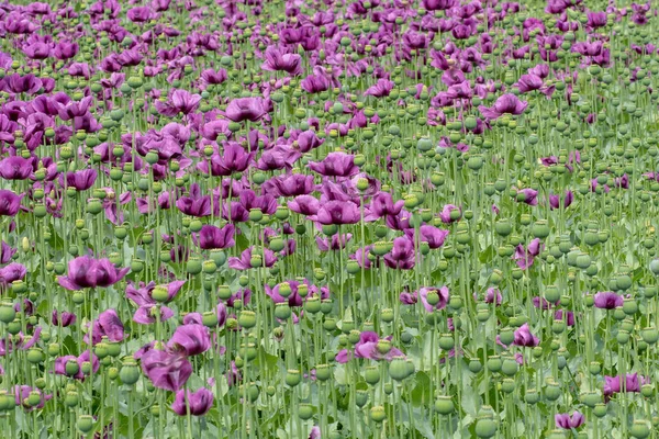 Purpurfarbener Mohn Blüht Auf Einem Feld Papaver Somniferum Mohn Landwirtschaftliche — Stockfoto