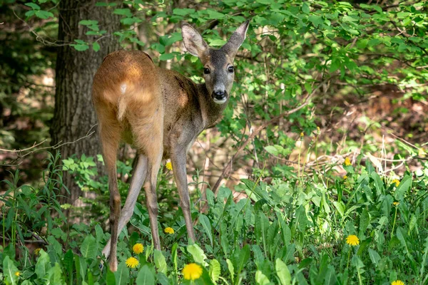 Roe Deer Forest Capreolus Capreolus Wild Roe Deer Nature — Stock Photo, Image