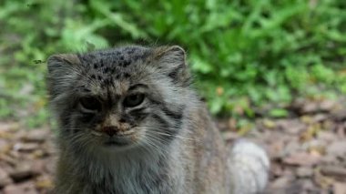 Güzel kedi (Otocolobus manul portresi)