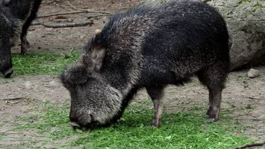 Çaku pekari (Catagonus wagneri) ot yiyor