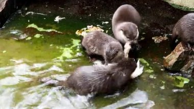 Avlarını yerken su samuru. (Amblonyx cinereus)