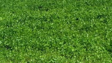 Yonca (yonca pratense) çayırda. Yeşil yonca bitki örtüsü bahar.