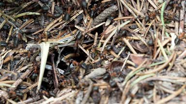 Ormandaki karınca yuvasında çalışan karıncalar.