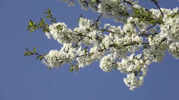 Kirschblüten am blauen Himmel. Frühling blumigen Hintergrund. Kirschblüten blühen im Frühling.