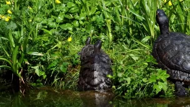 Schildkröten Auf Dem Gras Liegend Gruppe Von Rotohr Schiebereglern Trachemys — Stockvideo