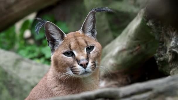 カラカル カラカル カラカル または長いふさの耳を持つアフリカの Lynx — ストック動画