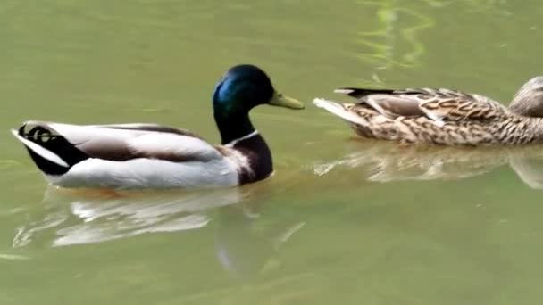 Canards Nageant Sur Lac Source Canards Mâles Femelles Sur Eau — Video
