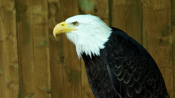 Porträt Eines Weißkopfseeadlers Haliaeetus Leucocephalus Der Die Ferne Starrt — Stockvideo