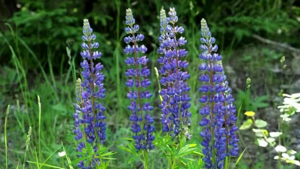 Lupins Bleus Fleurissant Dans Prairie — Video