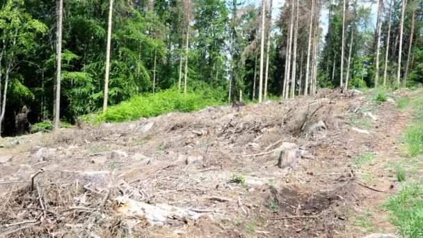 Road Dead Trees European Spruce Bark Beetle Attacked Trees Forest — Stock Video