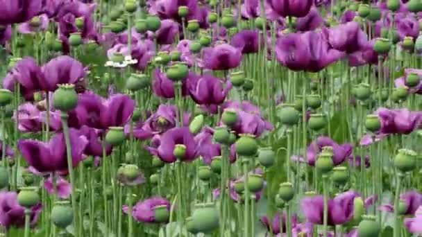 Amapola Púrpura Florece Campo Papaver Somniferum Amapola Cultivo Agrícola — Vídeos de Stock