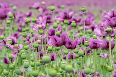 Bir alandaki mor haşhaş çiçekleri. (Gelincik somniferum). Poppies, tarımsal ürün.