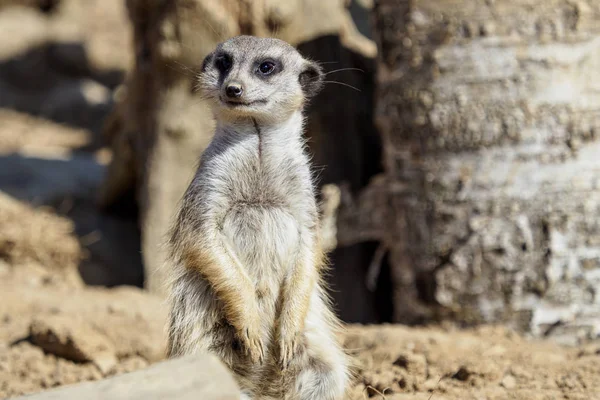 Suricata Sobre Guarda Meerkat Curioso Suricata Suricatta — Fotografia de Stock