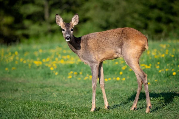 Roe Jeleń Trawie Capreolus Capreolus Dzika Sarna Wiosennej Naturze — Zdjęcie stockowe