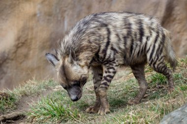 Çizgili sırtlan (Hyaena hyaena sultana)